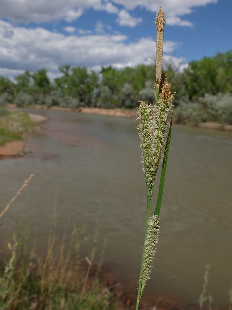 Carex emoryi